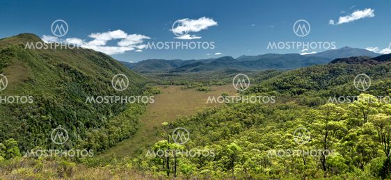 australia rain forest