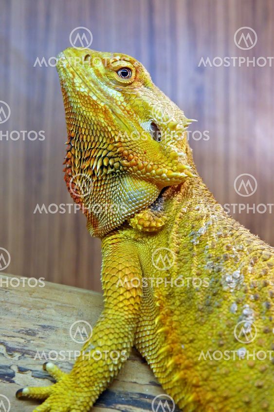 Central bearded dragon
