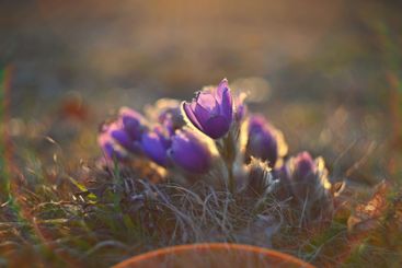 Spring flower. Nature with meadow and sunset. Seasonal...