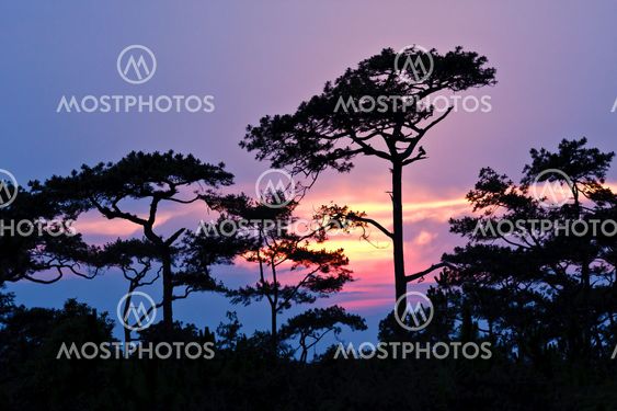 Beautiful sunrise and apline tree