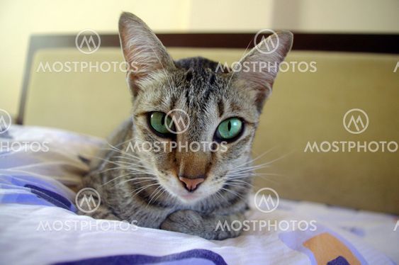 Cat sitting on bed