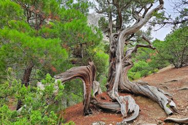 Twisted bent dry juniper tree trunk.