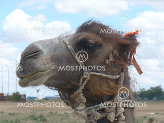 Female camel.