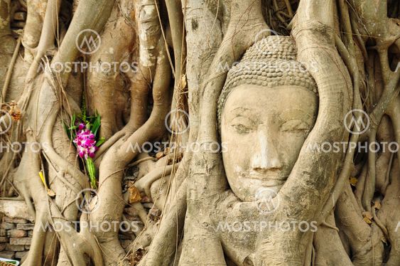 the head of the sandstone buddha image in roots of bodhi tree, Ayutthaya,Thailand