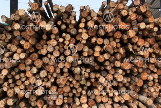 A pile of wood.