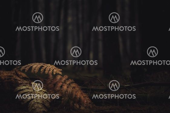 Dark Forest