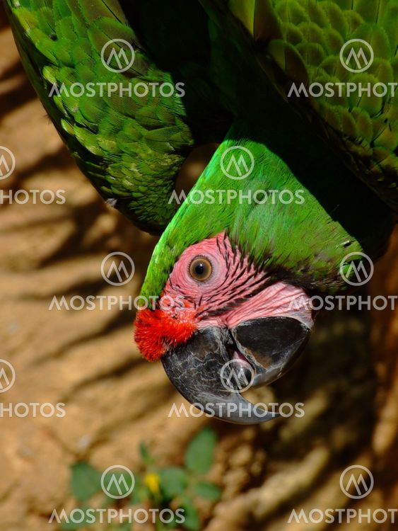Upsidedown Macaw