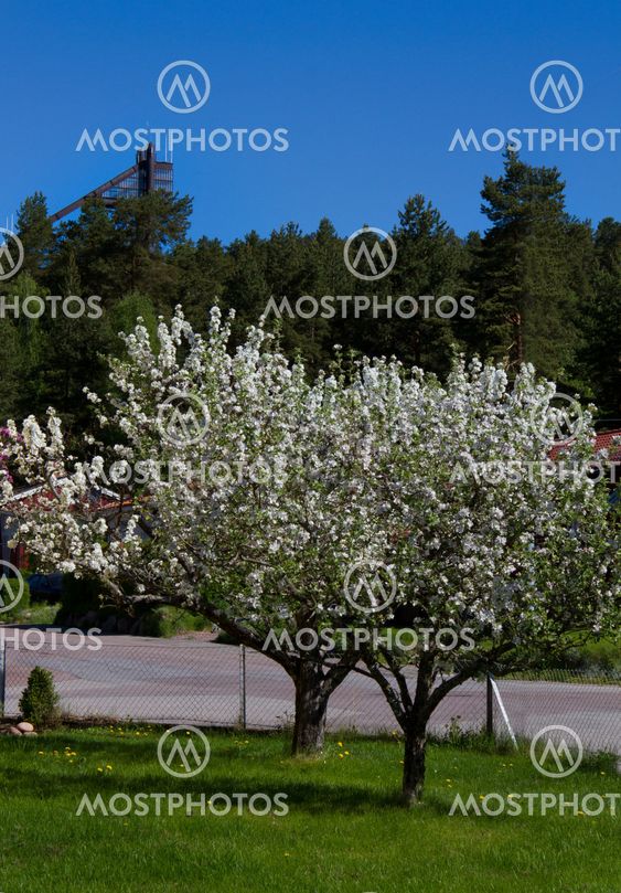 The Hill and tree