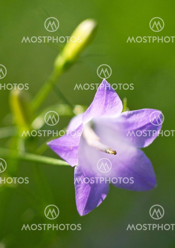 Sunny harebell