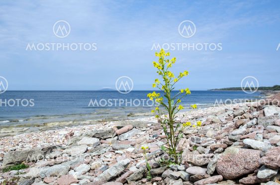 Rapeseed flower at coast