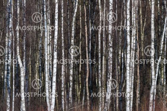 Tree trunks background image