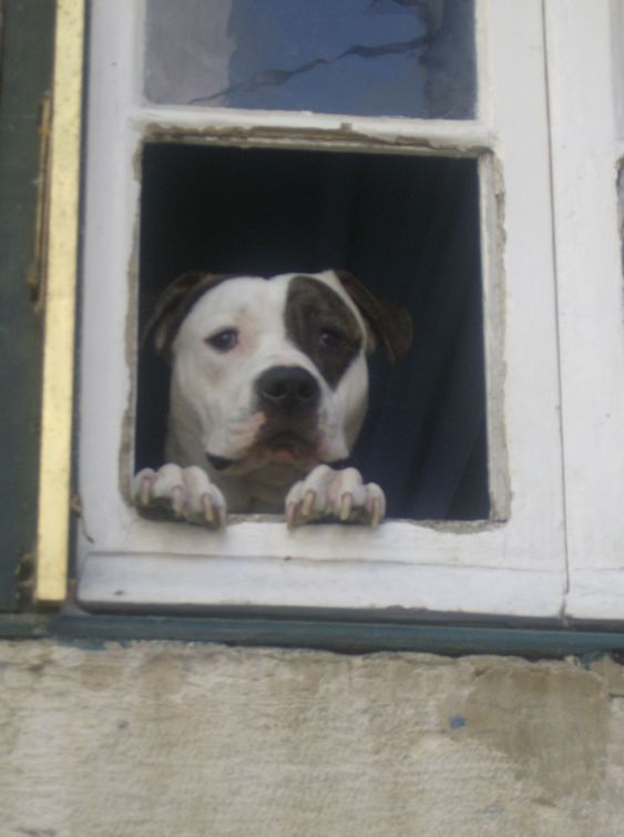 Pittbull in the window