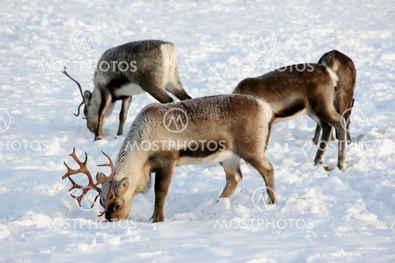 reindeers