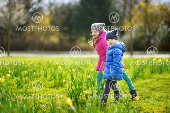 Two little sisters picking daffodil flowers on beautiful...