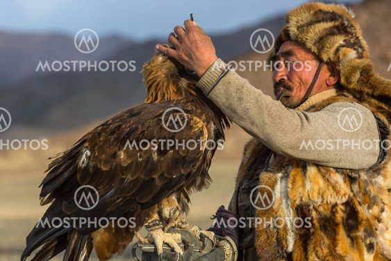 Golden Eagle Hunter came to took the prey from the bird, stroked it, gave her a piece of meat, in desert mountain of Western Mongolia.