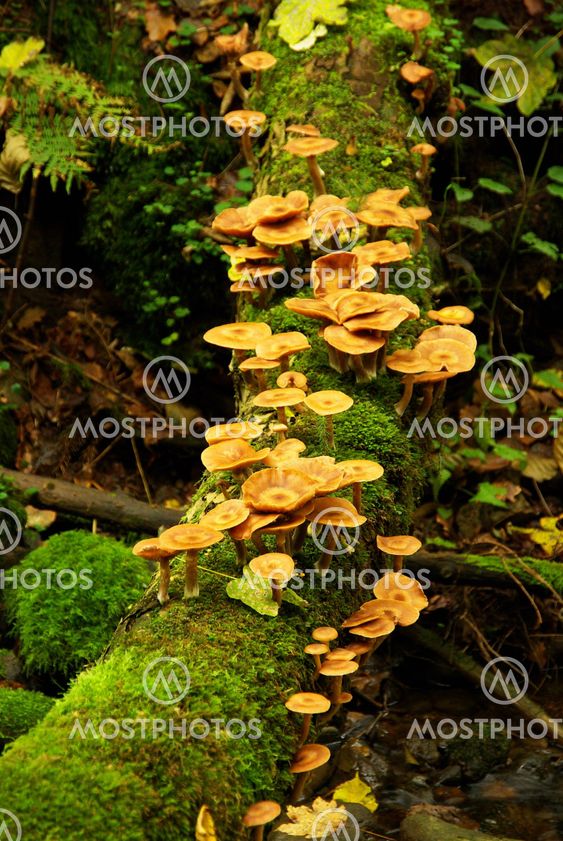 Kuehneromyces mutabilis 03