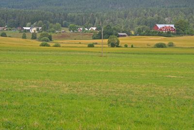 Telephone poles in rural landscape.