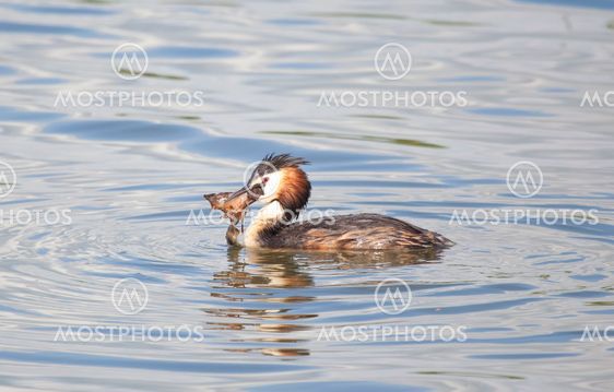 Great crested grebe, Vitoria, Alava, Spain