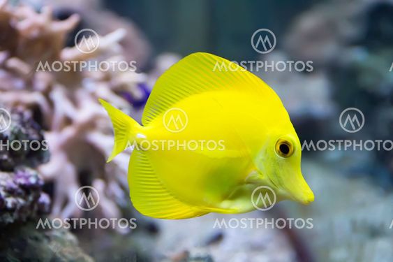 Zebrasoma yellow tang fish