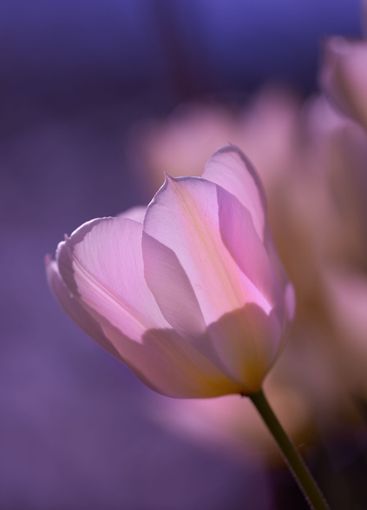 Pink flower, bloom and blossom with nature for garden,...