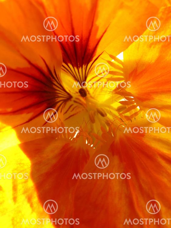 nasturtium stamens