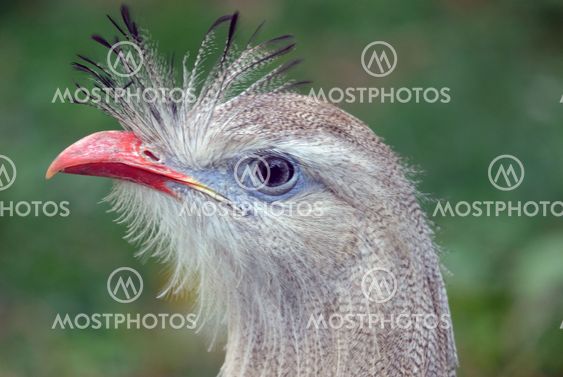 Exotic Bird