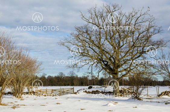 Wide oak