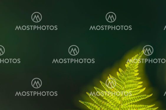Green fern leaf against dark background