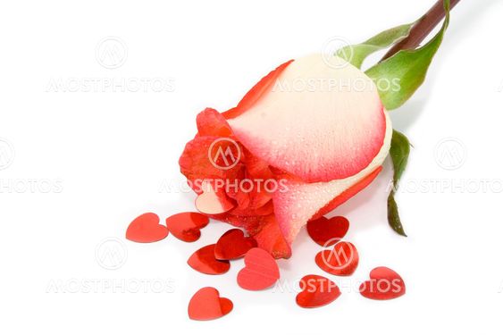 Saint Valentine Rose with the hearts