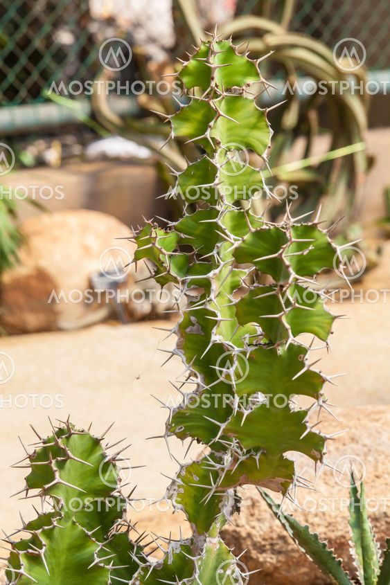 Cactus growing