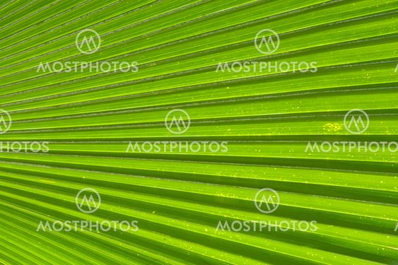 Abstract image of Green Palm leaves in nature
