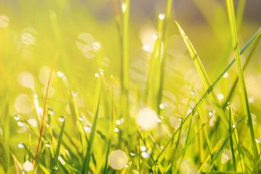 Green grass with water drops close-up in sunlight...