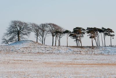 Träd på en sandås väster Eldsberga i Halland.