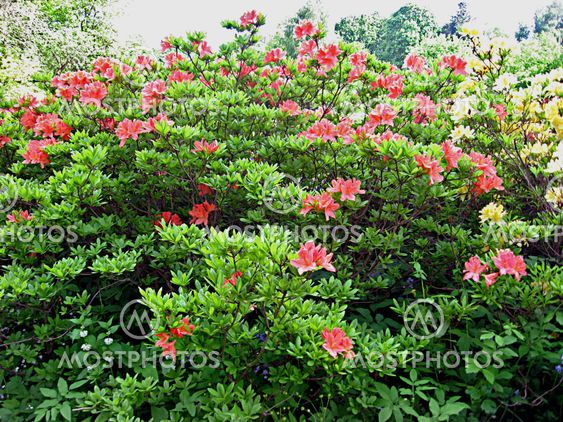 Rhododendron