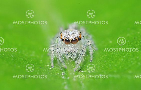 A Portrait of a Little Spider