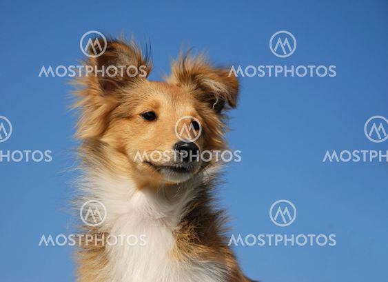 puppy shetland sheepdog