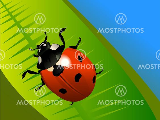 the colored ladybird