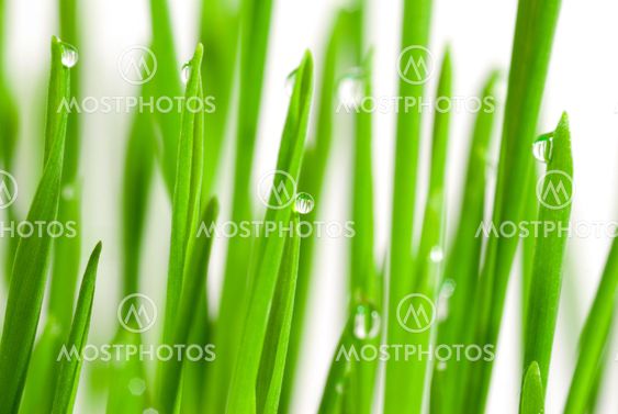 Fresh grass with dew drops