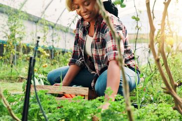 Black woman, happy and box with farming in greenhouse,...