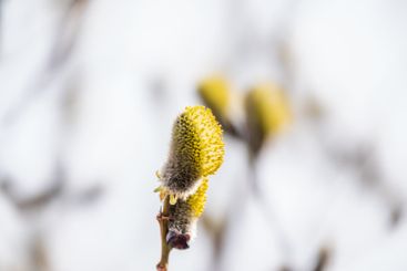 Nature awakes in spring. Blooming willow twigs and furry...