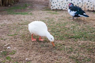 Domestic village ducks on green grass outdoors