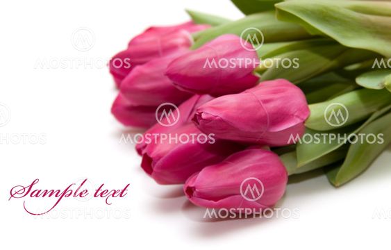 Spring tulips