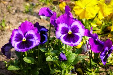 Perennial flowers in full bloom