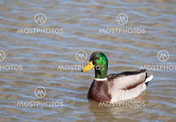 Duck in Salburua, Vitoria, Alava, Spain