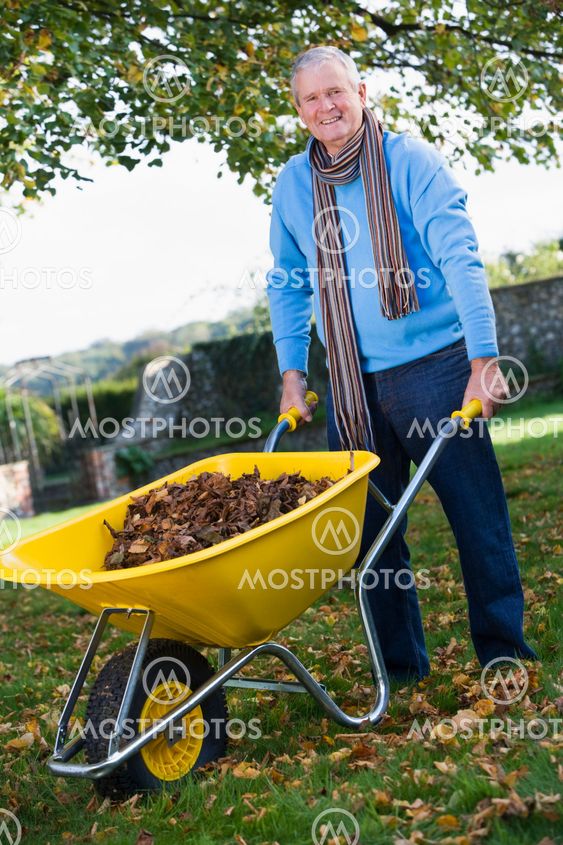 Senior man collecting leaves in wheelbarrow
