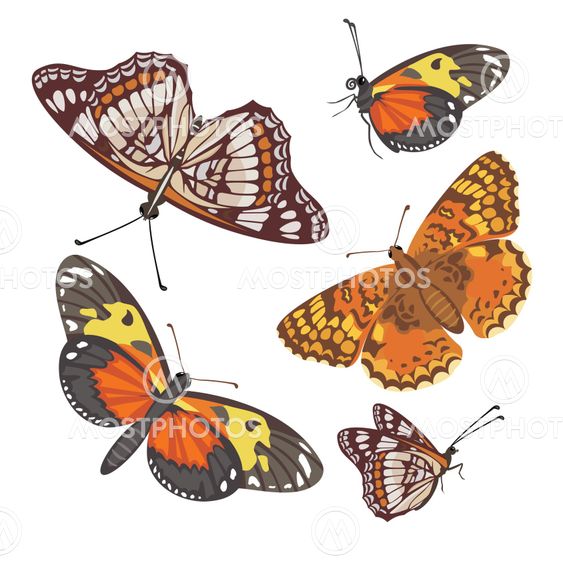different realistic butterflies