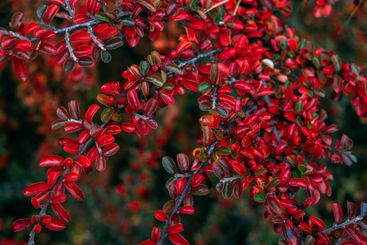 Detailed view of Cotoneaster branches adorned with...