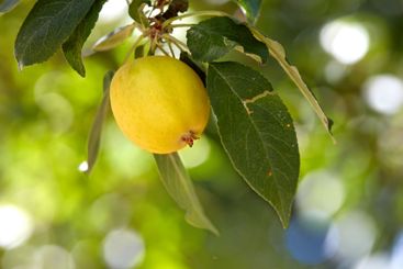 Apple, tree and outdoor at farm, leaves and closeup with...