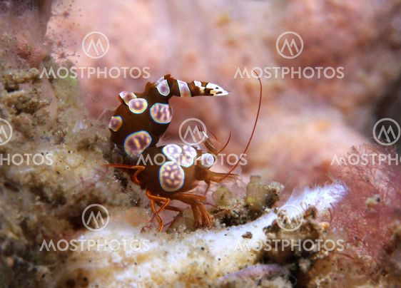Squat Shrimp
