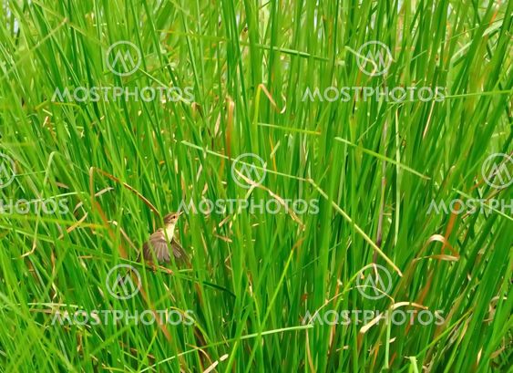 A small bird, Plain Prinia, grass blade, perched, windy, Flapping wings